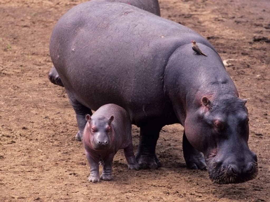 Dreams with baby hippopotamus