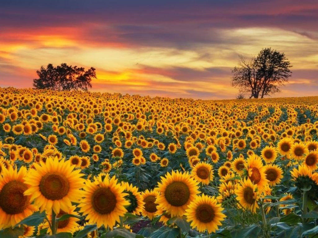 What does it mean to dream of sunflowers