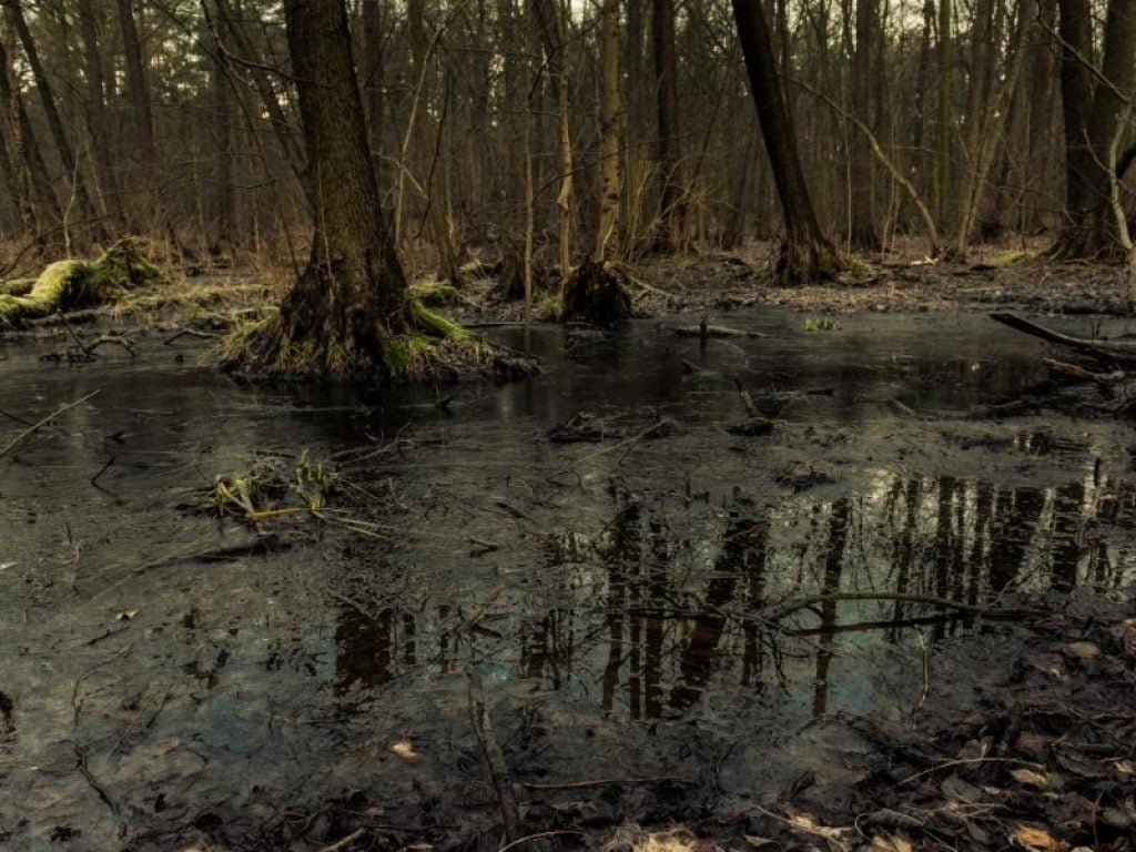 Dirty Swamp Dreams