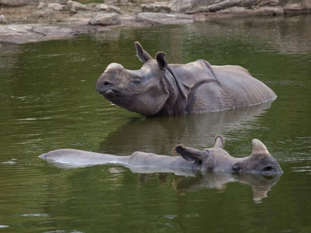 Rhinoceros in Water Dreams