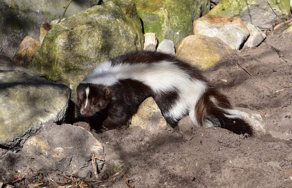 What does it mean to dream of skunk?