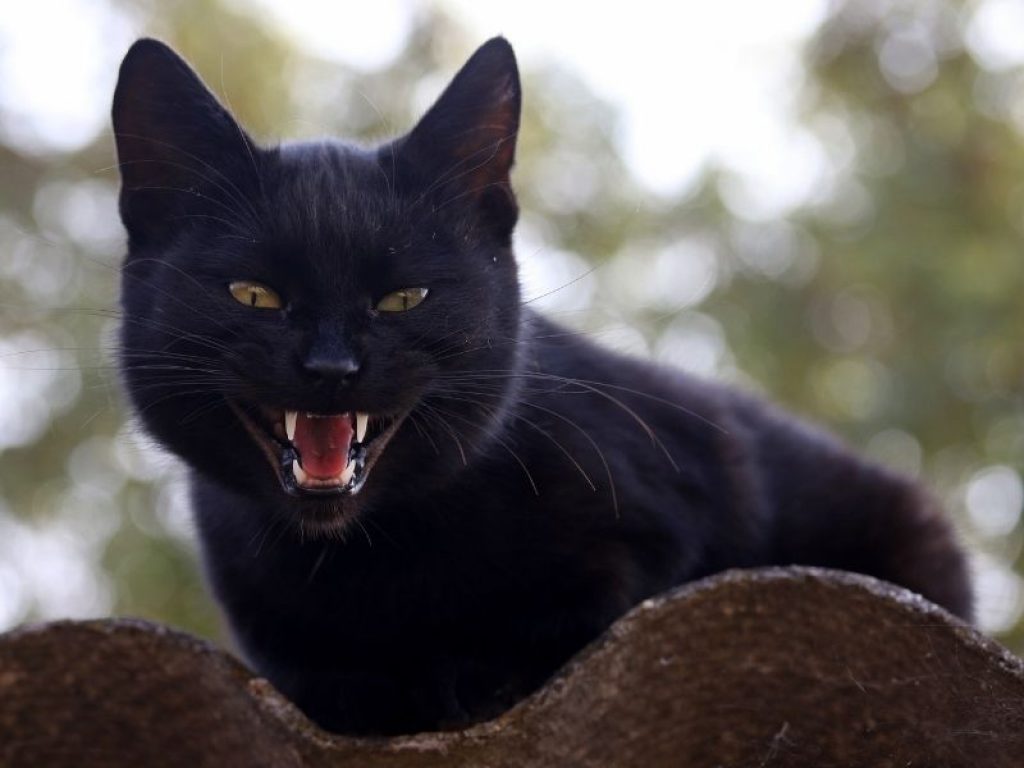 black cat attacking