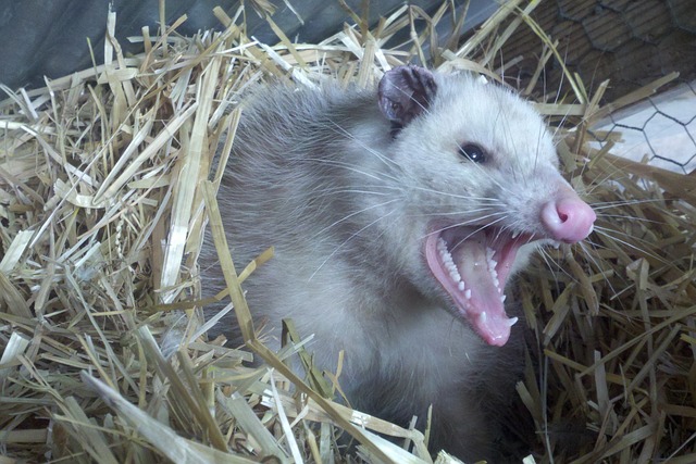 What does it mean to dream of opossums?